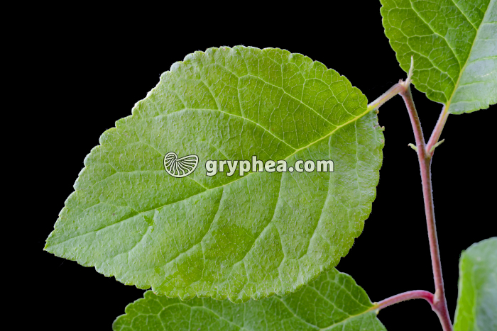 Saule marsault - Feuille (Salix caprea)  - gryphea.org